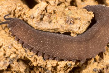 Media type: image;   Invertebrate Zoology 143930